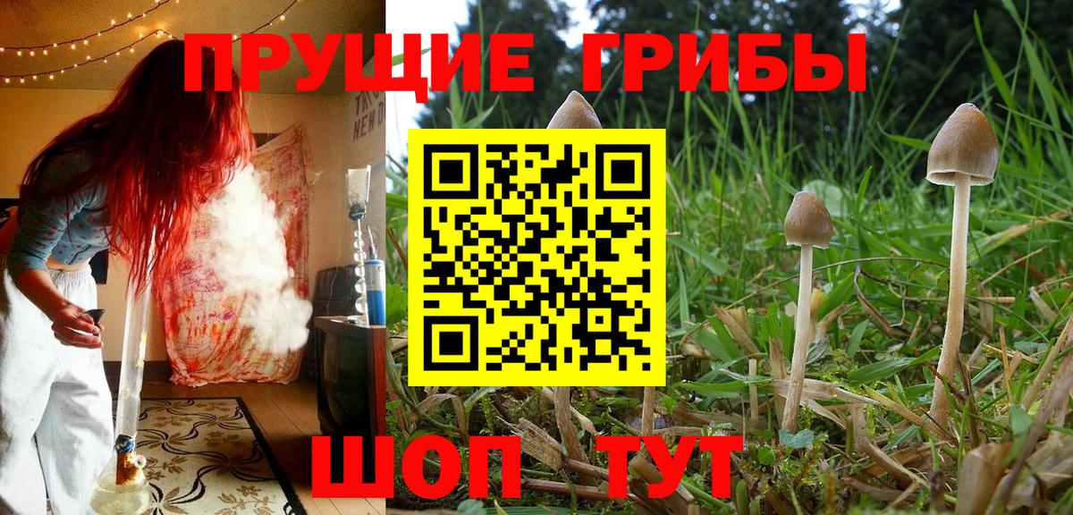 Галлюциногенные грибы MAGIC MUSHROOMS  сколько стоит  Новочебоксарск  Вход с VPN 